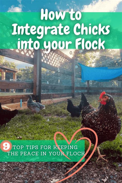 arab girls|How To Integrate Your Chicken Flock The Easy Way